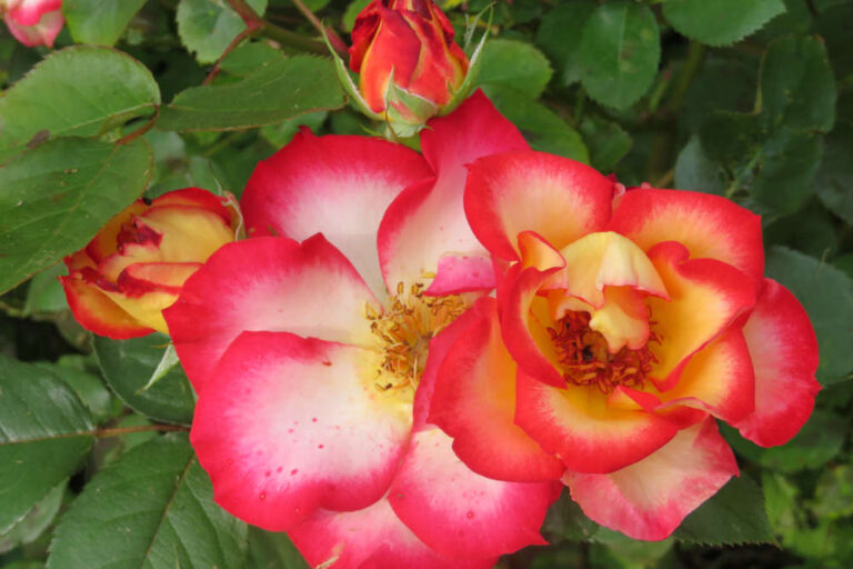 Roses, clématites, hydrangeas